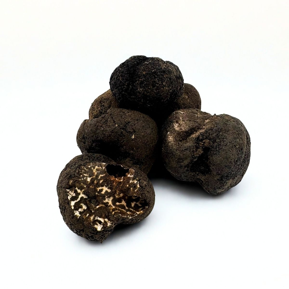 truffel tuber brumale winter truffel