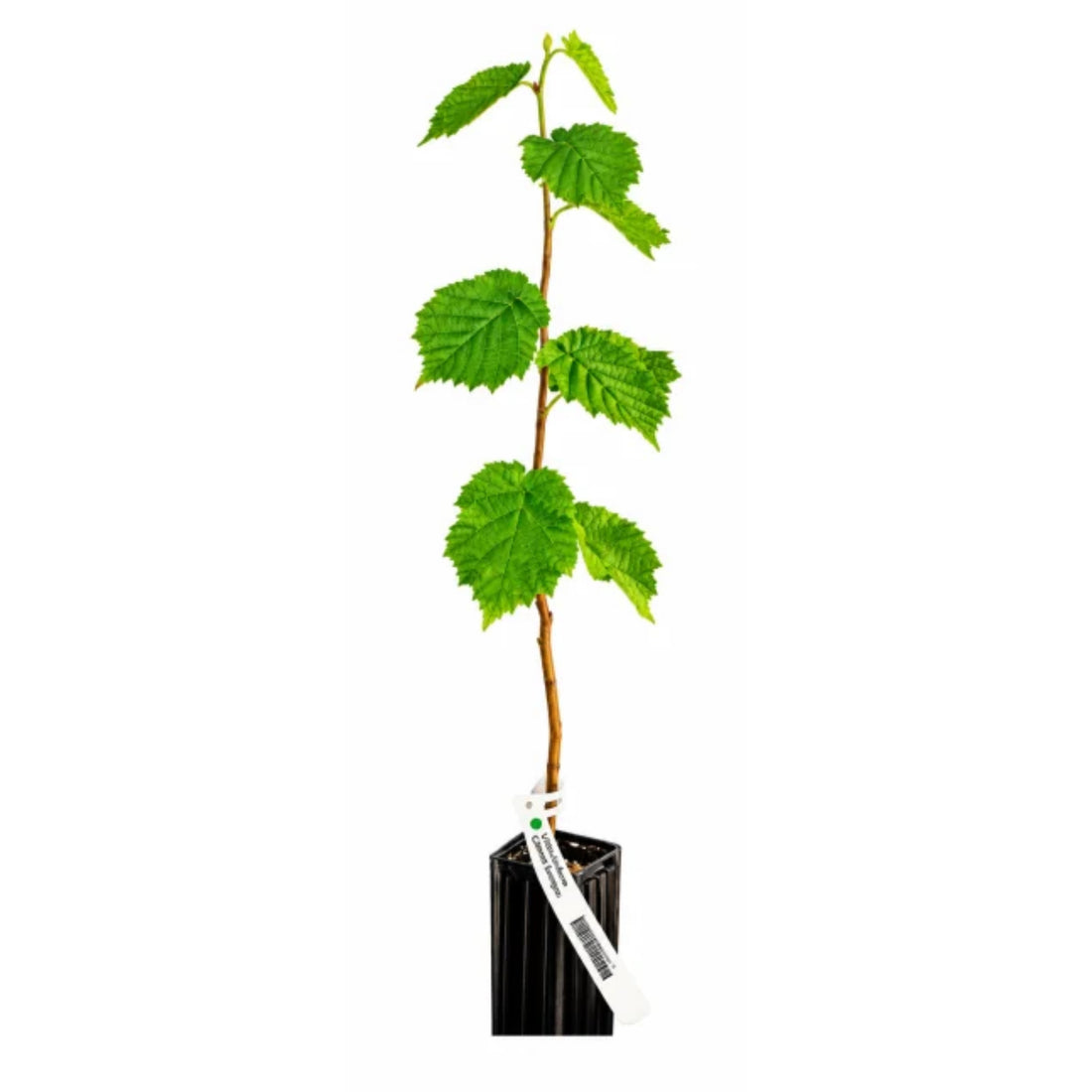 truffelboom hazelaar herfsttruffel
