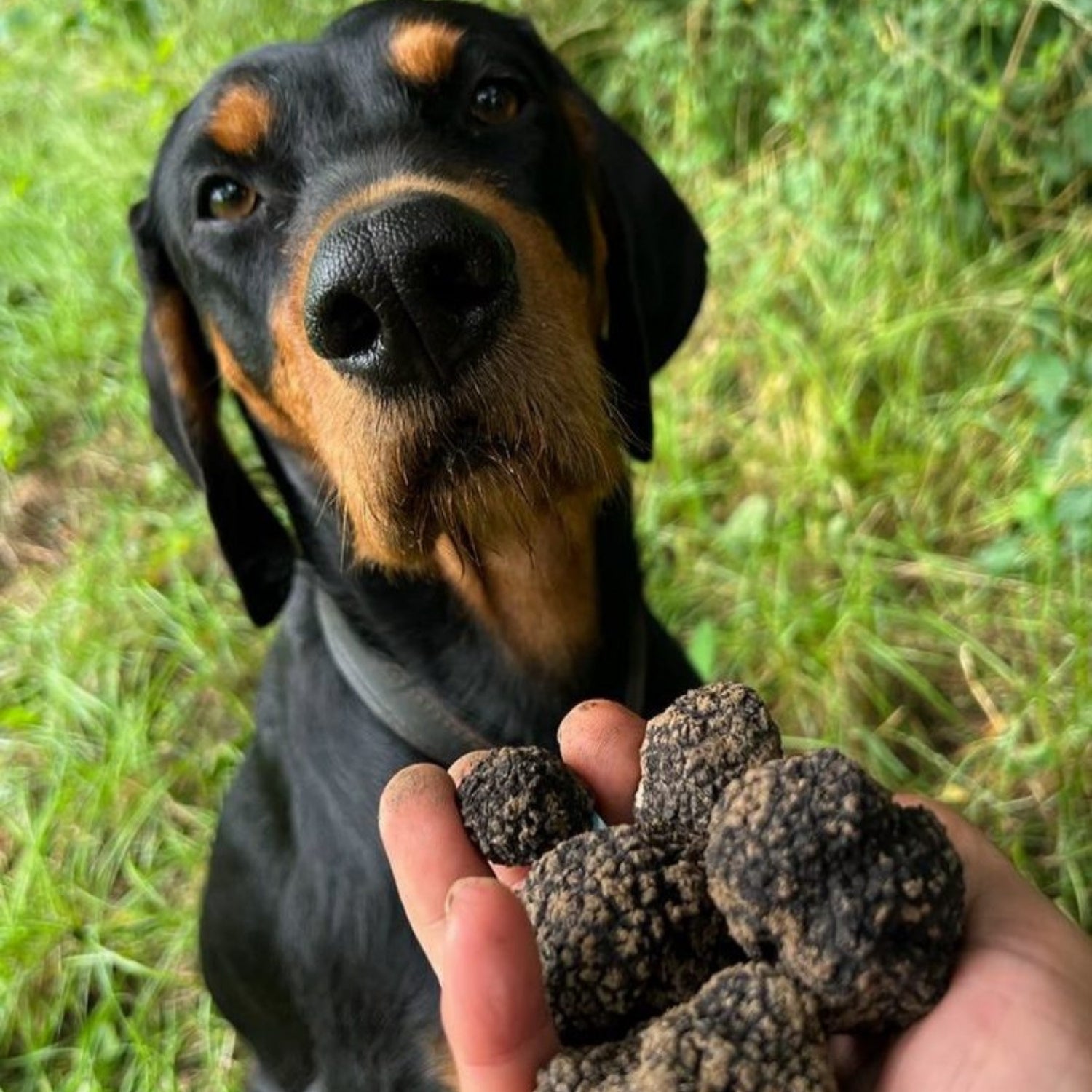 Truffelhond Gaya