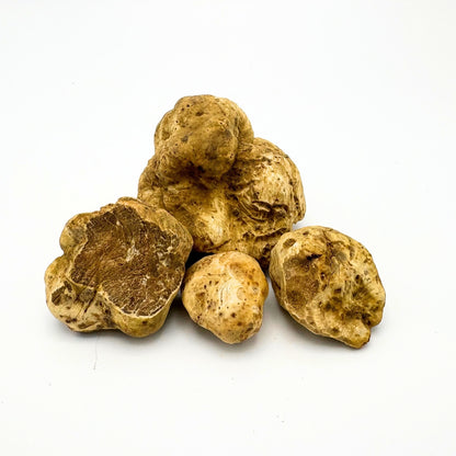 witte truffel tuber magnatum pico