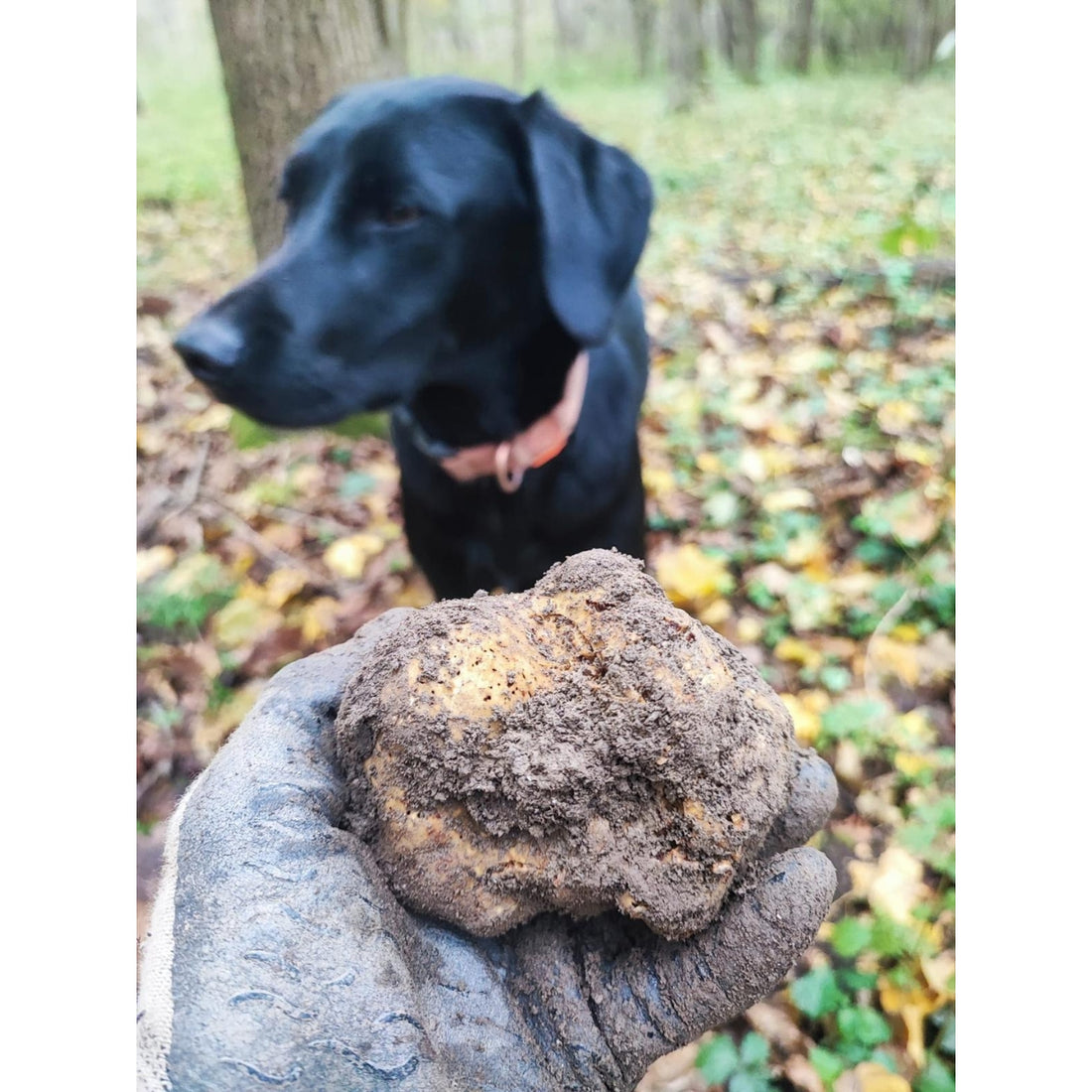 witte truffel zoeken hond truffel