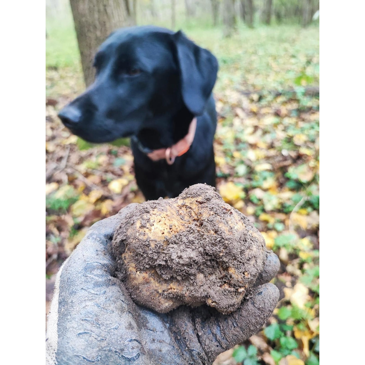 witte truffel zoeken hond truffel