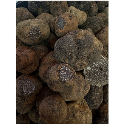 Verse Wintertruffel – Tuber Melanosporum